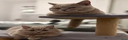 British Shorthair cats for sale: Beautiful British Shorthair Kittens Availbale ❤️❤️ - Advert 2