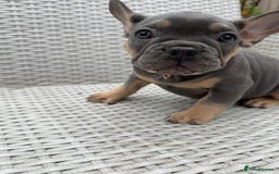 French Bulldog dogs for sale: READY NOW!! French Bulldog Puppies!! - Advert 15