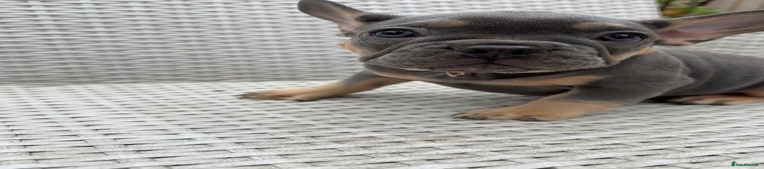 French Bulldog Puppy 4