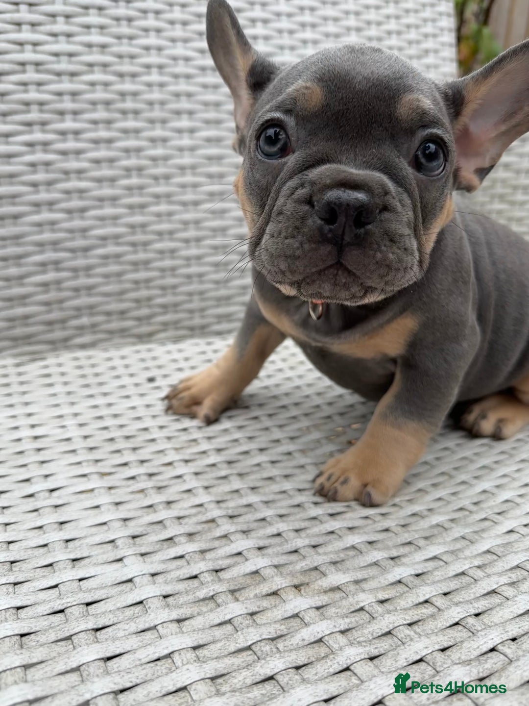 French Bulldog dogs for sale: READY NOW!! French Bulldog Puppies!! - Advert 15