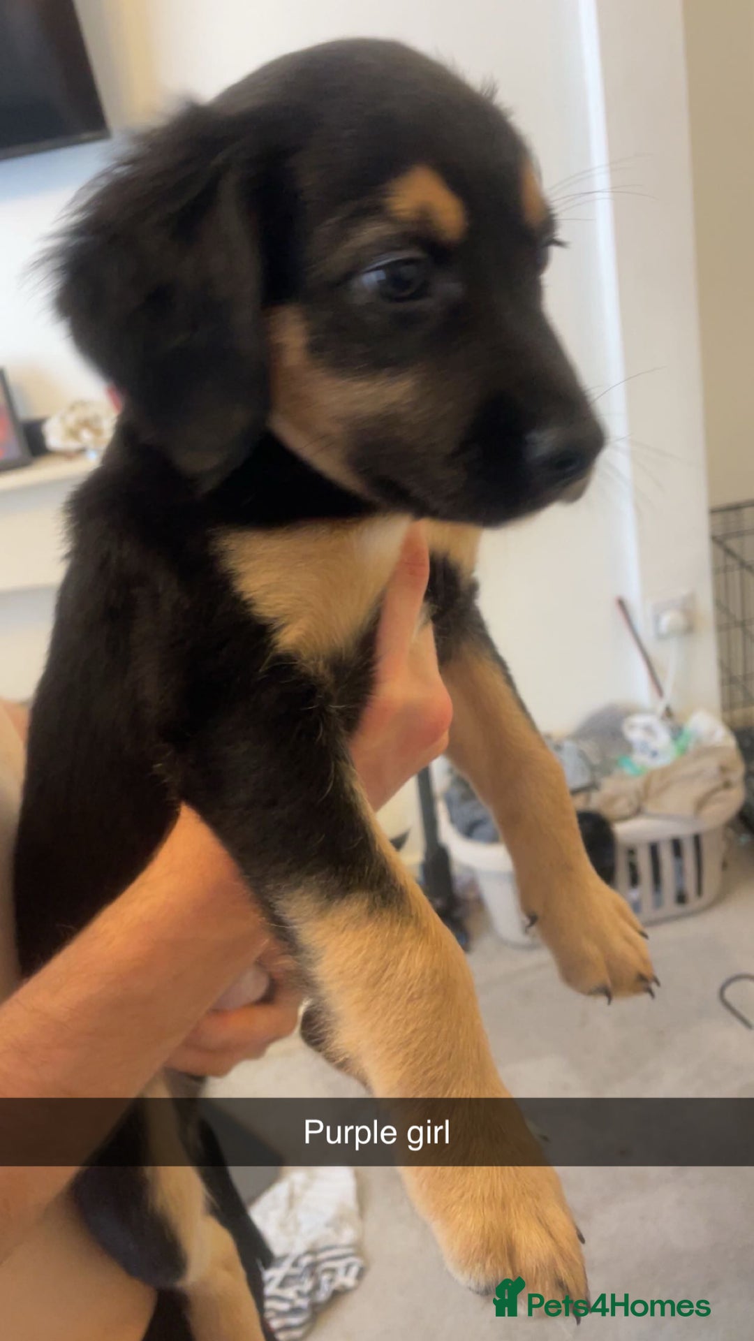 Mixed Breed dogs for sale: Mixed breed puppies READY TO GO! - Image 11