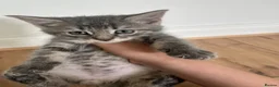 Mixed Breed cats for sale: Gray silver and tabby kittens for sale! - Advert 15