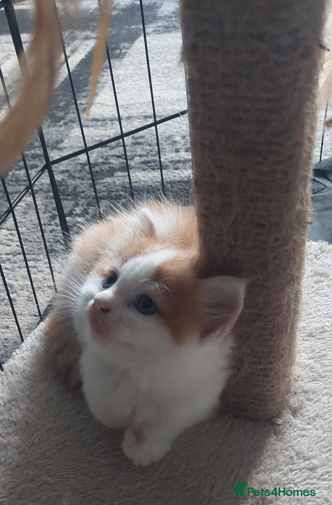 Mixed Breed cats for sale: Very fluffy ginger male - Advert 5