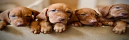 Hungarian Vizsla dogs for sale: * KC Reg Hungarian Vizsla pups 3 Girls* available  - Advert 17