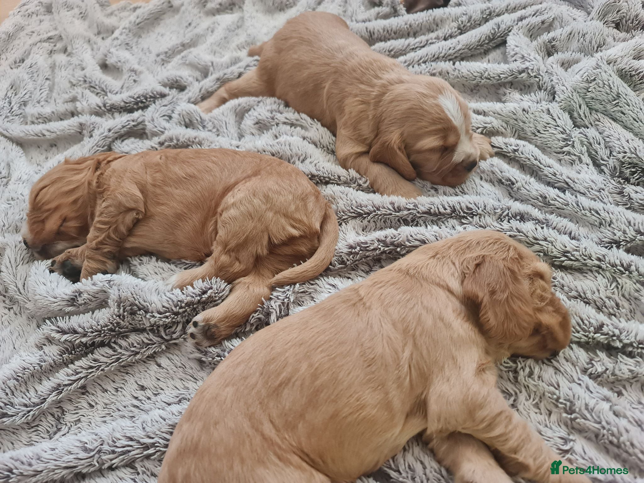 Cocker Spaniel dogs 3 golden Cocker Spaniels  - Advert 2