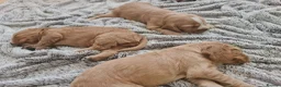 Cocker Spaniel dogs for sale: 3 golden Cocker Spaniels  - Advert 15