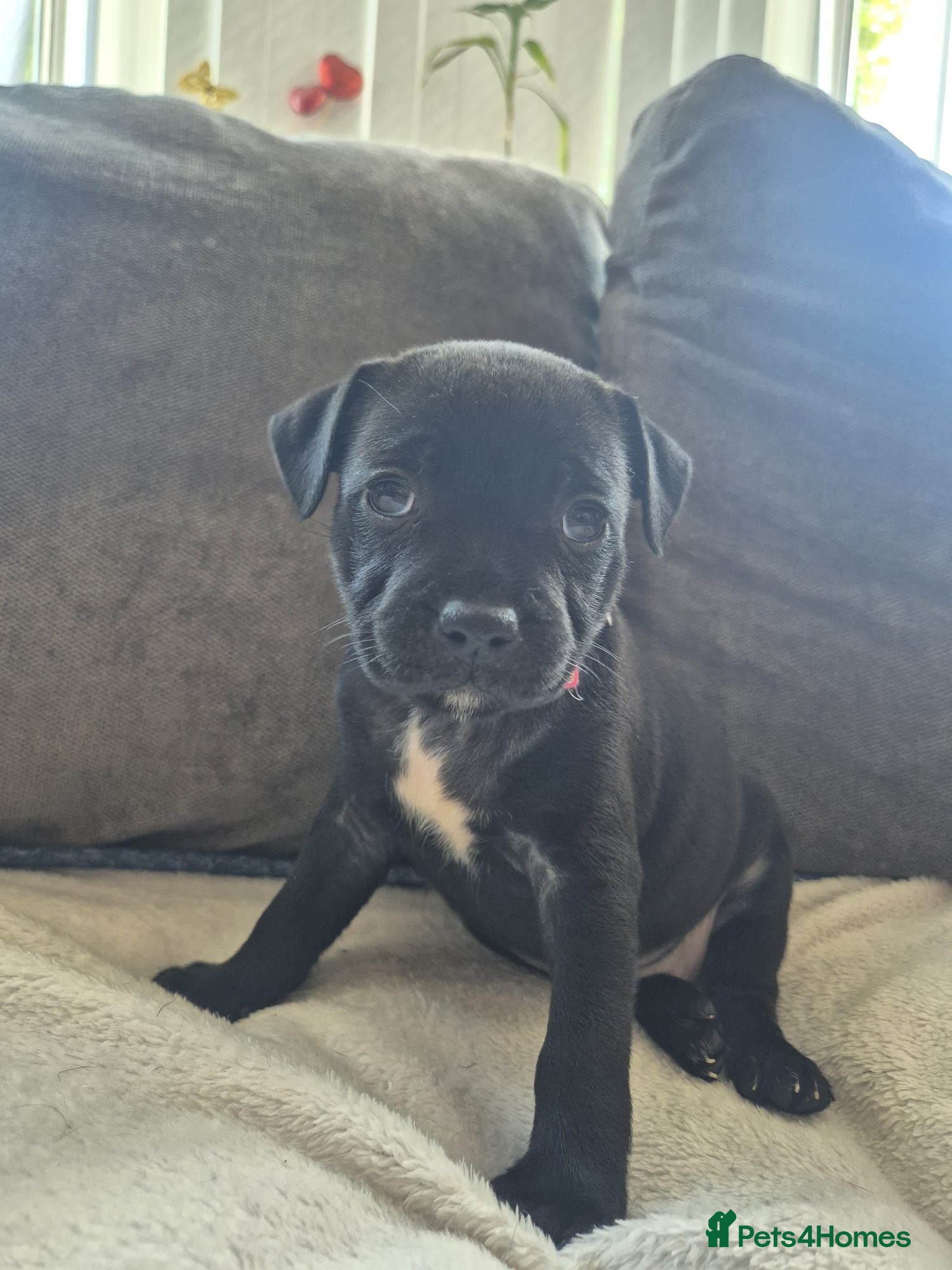 Staffordshire Bull Terrier dogs Adorable puppy looking for new home🥰🥰 - Advert 13