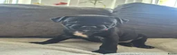 Staffordshire Bull Terrier dogs for sale: Adorable puppy looking for new home🥰🥰 in Smethwick - Advert 6
