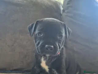 Staffordshire Bull Terrier dogs Adorable puppy looking for new home🥰🥰 - Advert 13