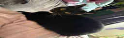 Mixed Breed cats for sale: 2 cats for sale  in Liverpool - Advert 5
