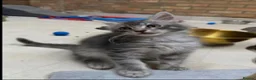 Maine Coon cats for sale: Lovely Maine Coon Kittens - Advert 4