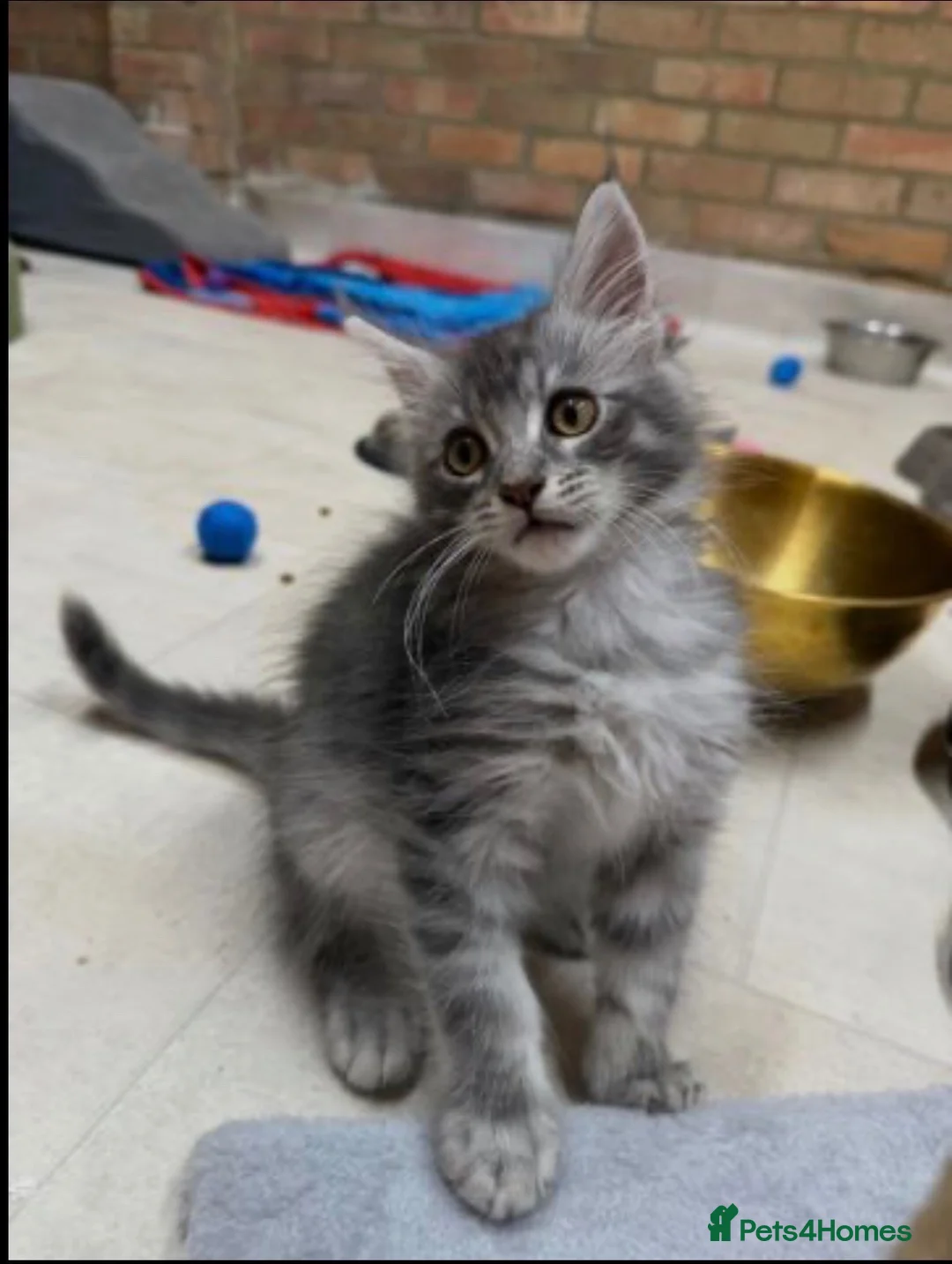 Maine Coon cats for sale: Lovely Maine Coon Kittens - Advert 4