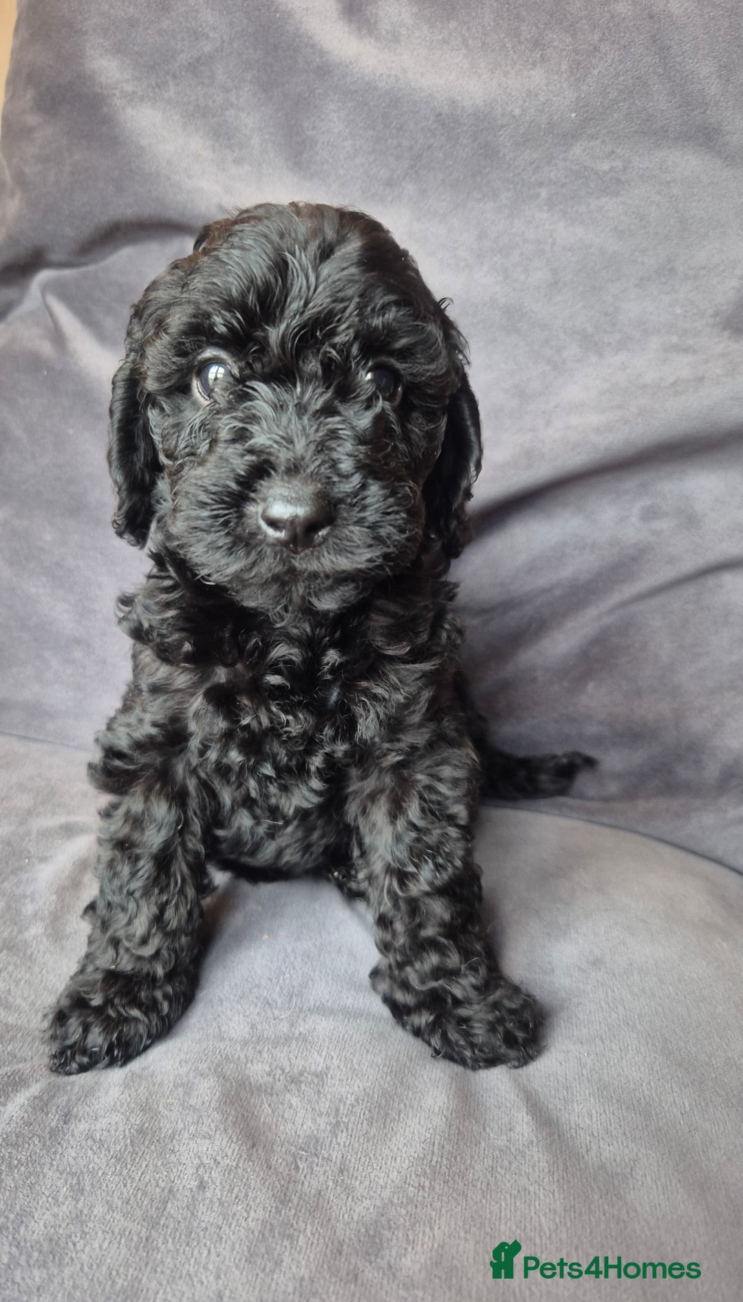 Cockapoo dogs for sale: F1b Cockapoo - ready this weekend - Image 13