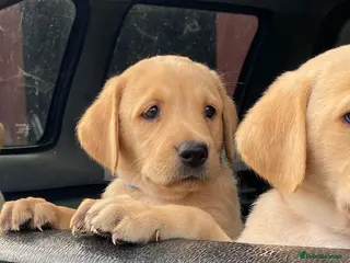 Labrador Retriever dogs LOVELY KC YELLOW LABRADOR PUPS BOY&GIRL AVAILABLE - Advert 3