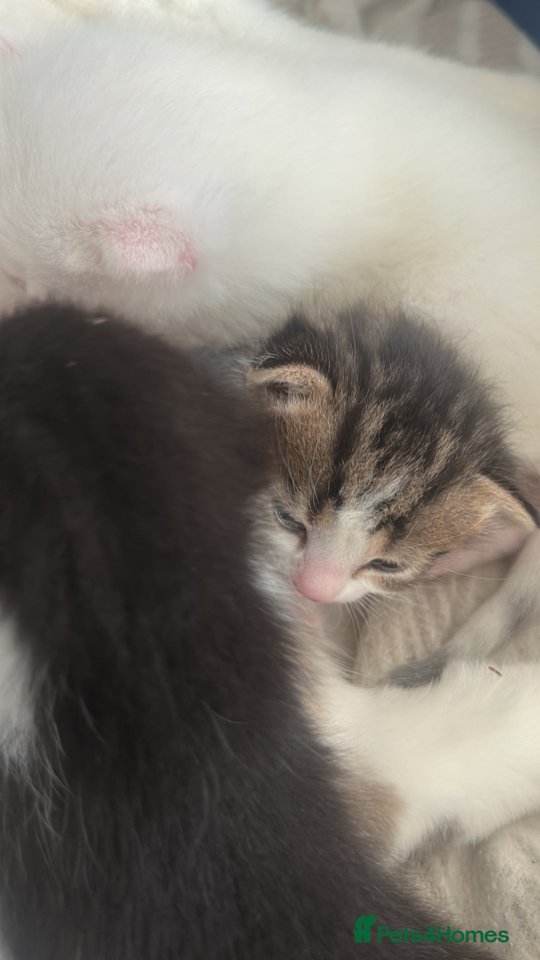 Mixed Breed cats for sale: Kittens  - Advert 8