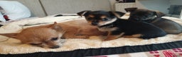 Mixed Breed dogs for sale: Adorable Chihuahua x Prague Ratter Puppies - Advert 10