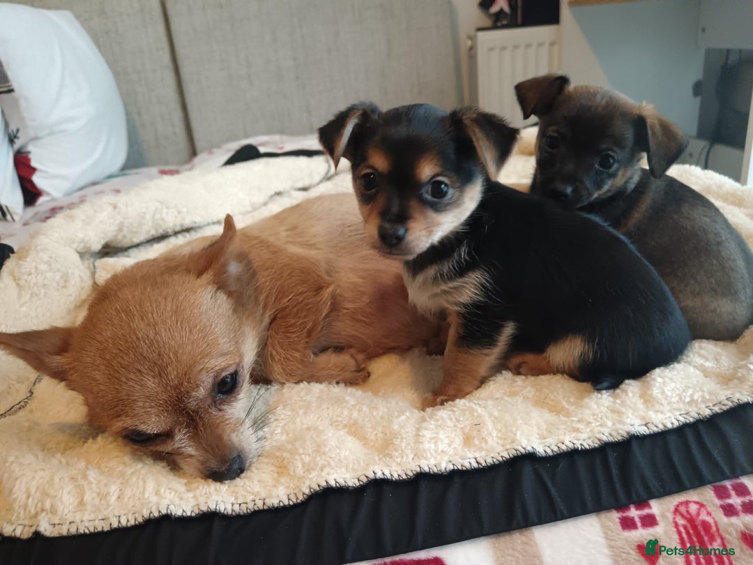Mixed Breed dogs for sale: Adorable Chihuahua x Prague Ratter Puppies - Advert 10