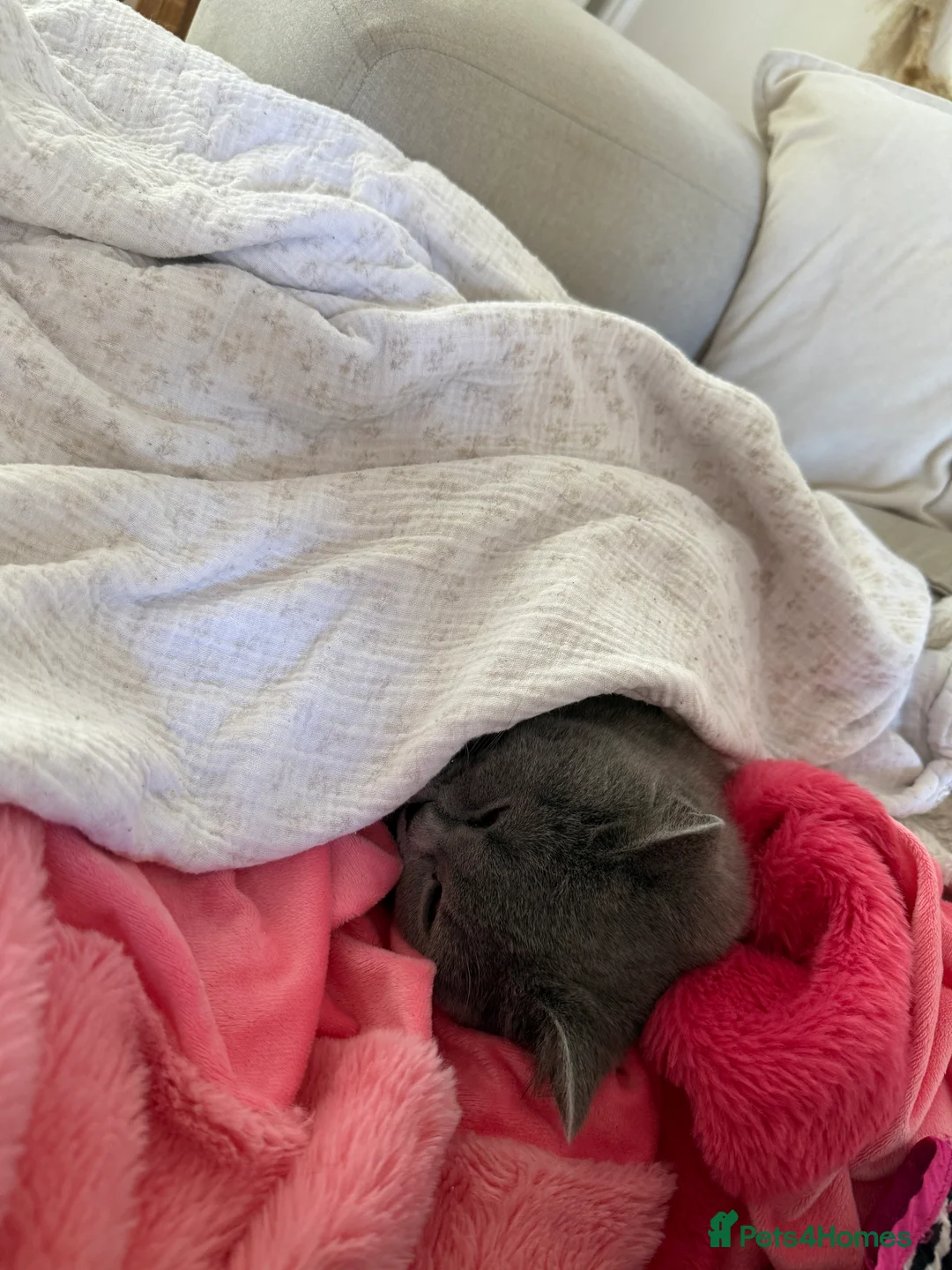 British Shorthair cats for sale: Nina The British shorthair  - Advert 13