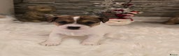 Mixed Breed dogs for sale: Five beautiful Jack Russel puppies for sale - Advert 27