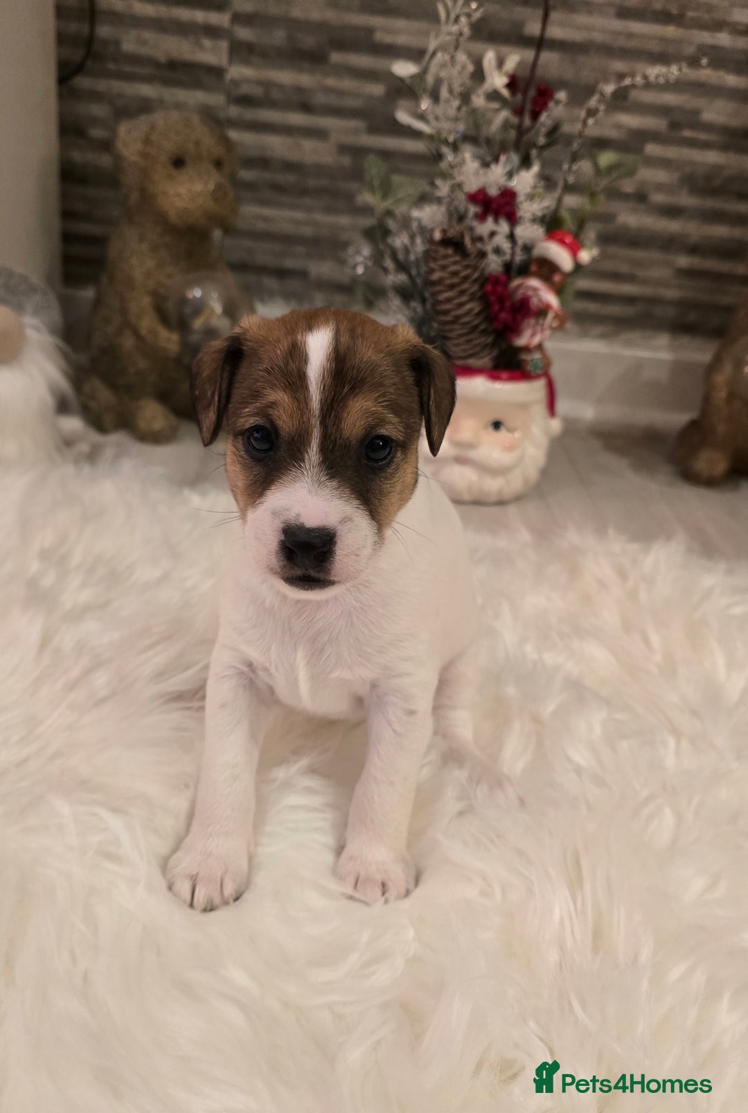 Mixed Breed dogs for sale: Five beautiful Jack Russel puppies for sale - Advert 27