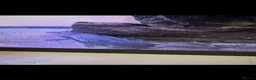 Axolotl reptiles for sale: 2 axolotls  - Advert 4