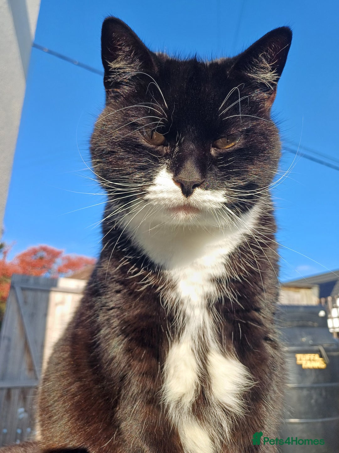 Domestic Shorthair cats for sale: 6 year old Black & White Female Cat - Image 2