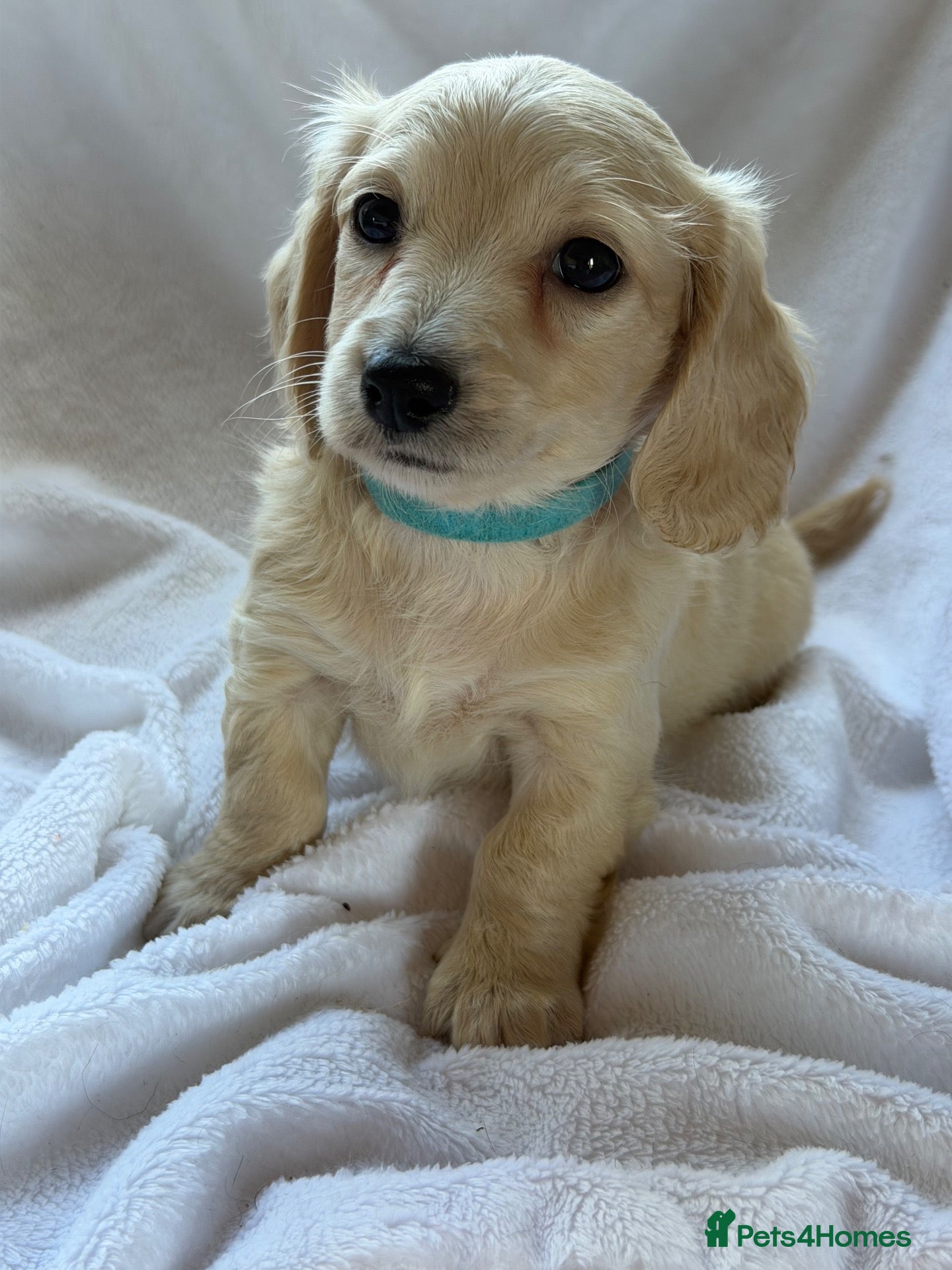 Miniature Dachshund dogs 👑CREAM MINIATURE LONGHAIR 👑 - Advert 2