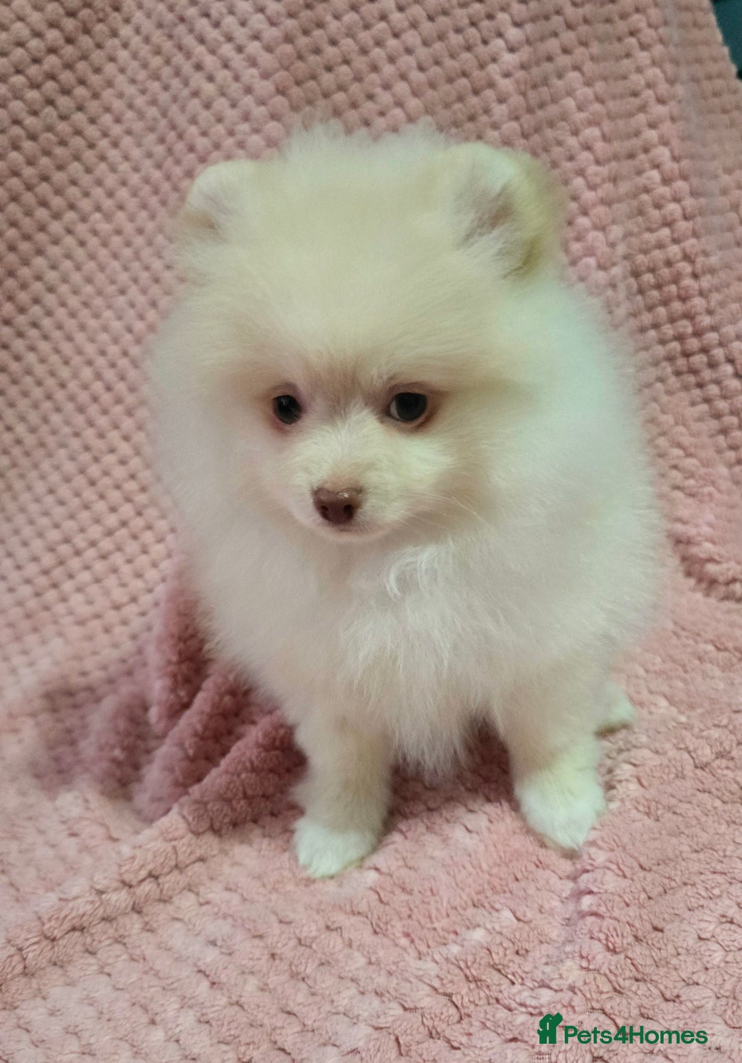 Pomeranian dogs for sale: Last boy left teddy bear face  - Advert 9