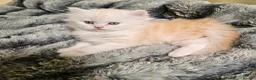 Scottish Fold cats for sale: Adorable Scottish Fold Straight Ear Tabby Kittens - Advert 5