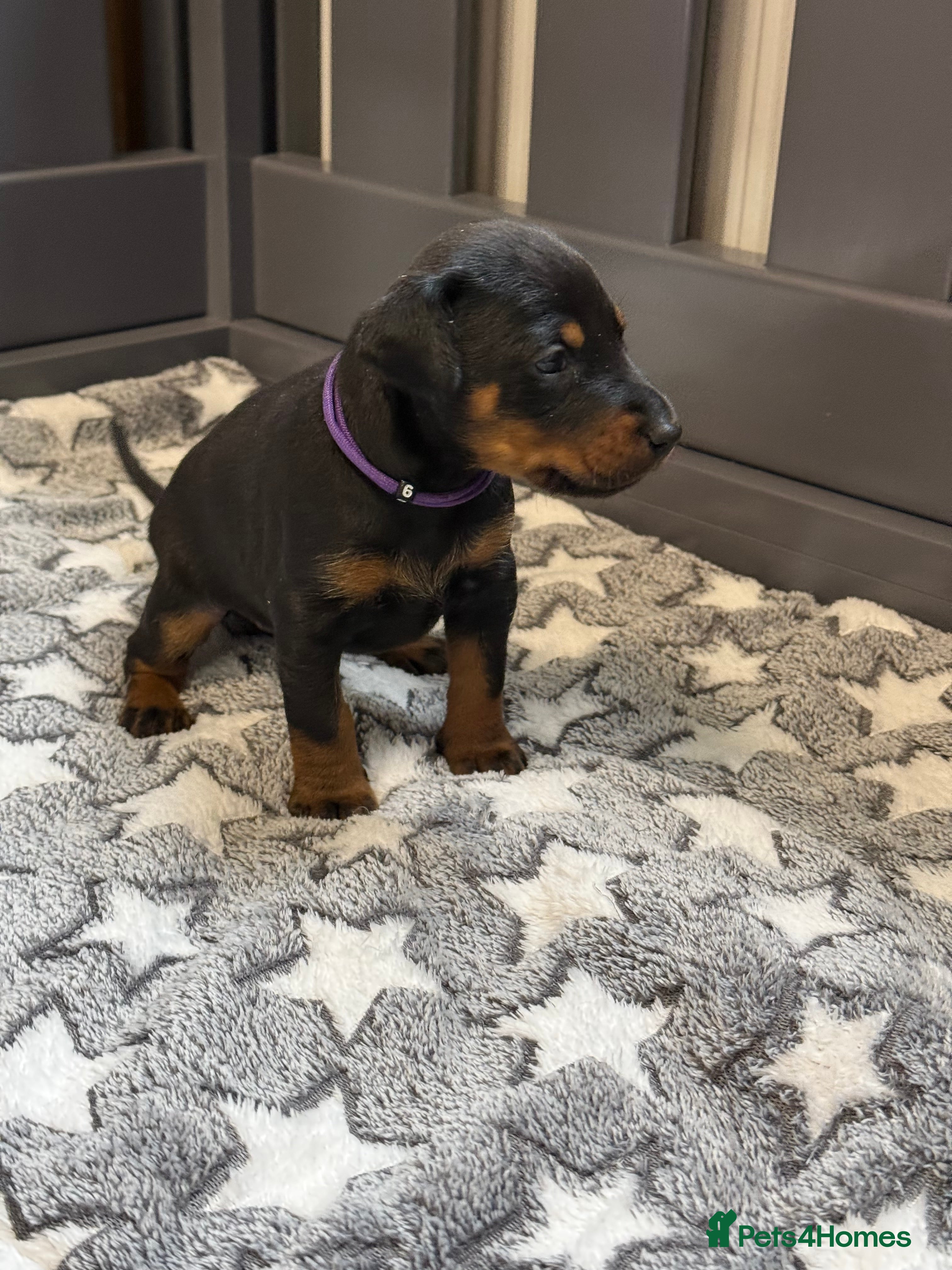 Dobermann dogs 🩷 Only 2 girls left - RKC Dobermann Puppies 🩷 - Advert 9