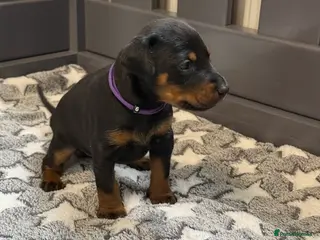 Dobermann dogs 🩷 Only 2 girls left - RKC Dobermann Puppies 🩷 - Advert 9
