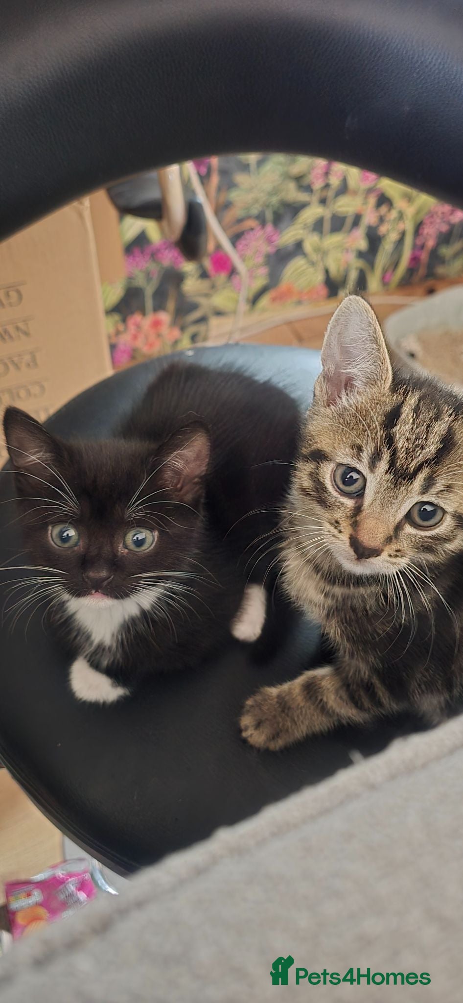 Mixed Breed cats Kittens for sale ready now  - Advert 1