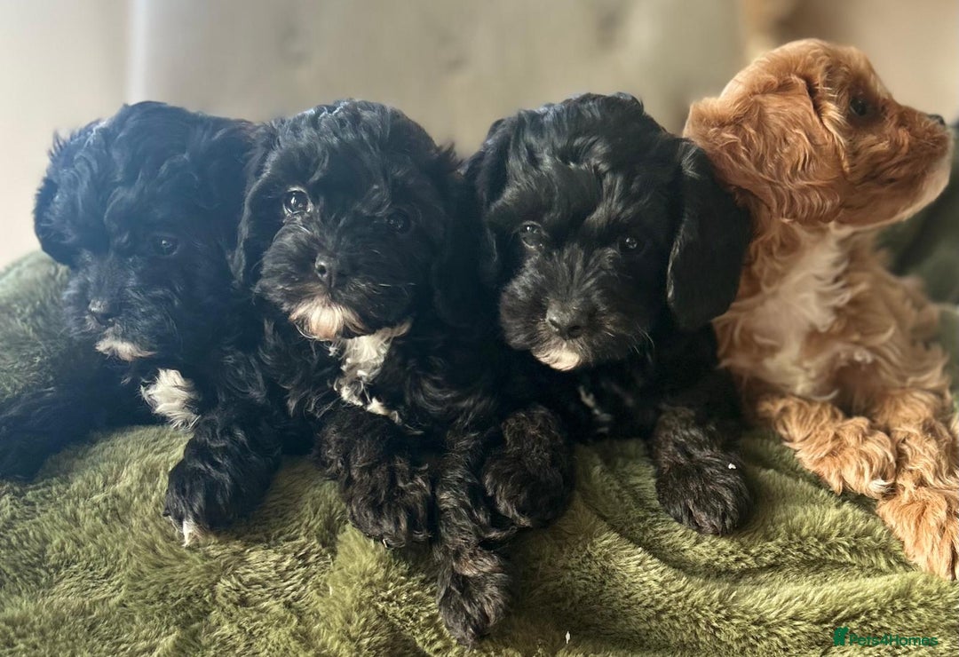 Cavapoo dogs for sale: Stunning cavapoos - Advert 7