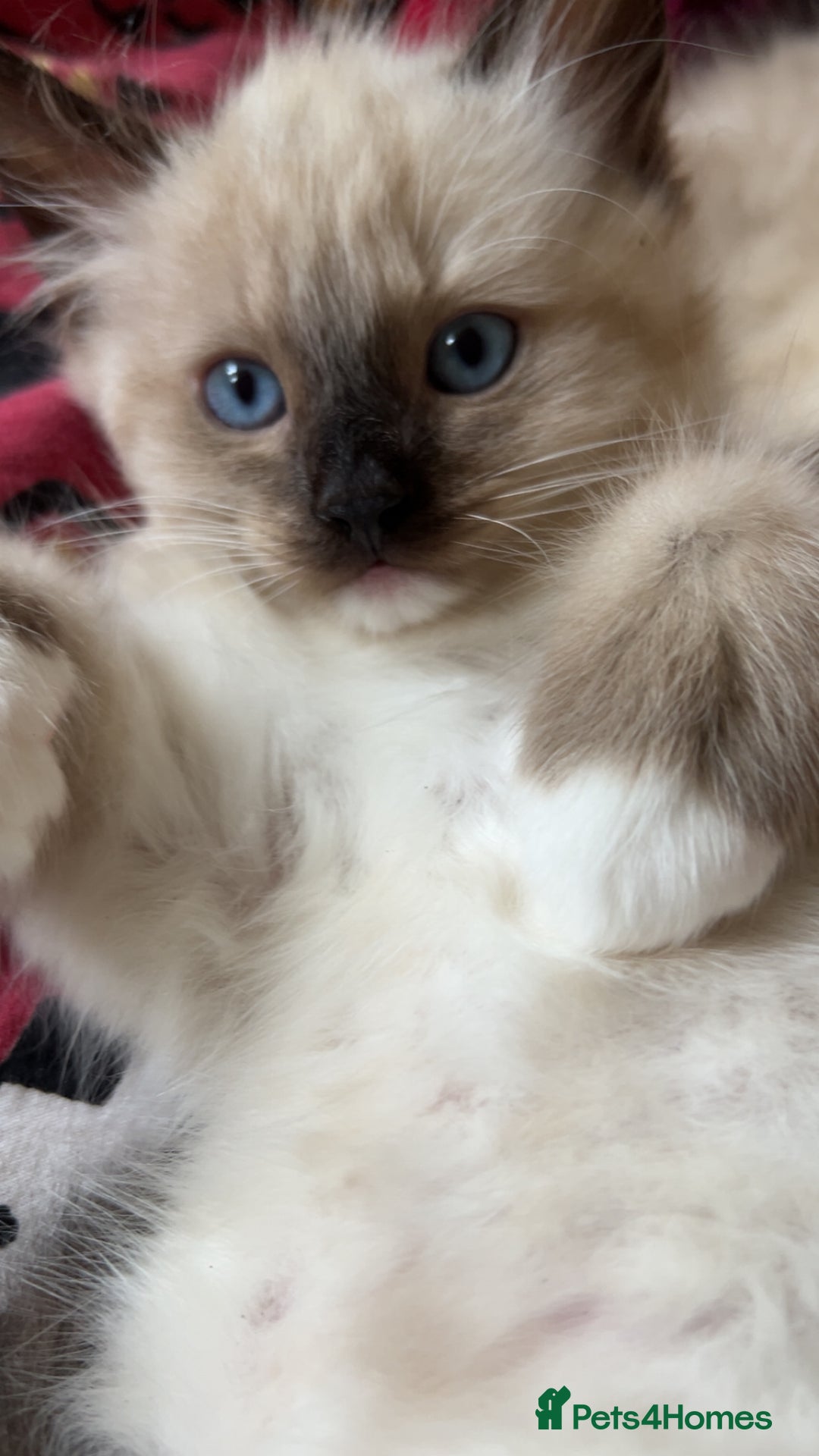 Ragamese cats for sale: Playful Ragamese Kittens (12 Weeks) - Image 5