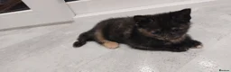 Mixed Breed cats for sale: Adorable Playful Kittens Looking for Home 🐾 - Advert 20