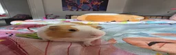 Guinea Pig rodents for sale: 2 Male Guinea Pigs Complete Set Up in Gloucester - Advert 6