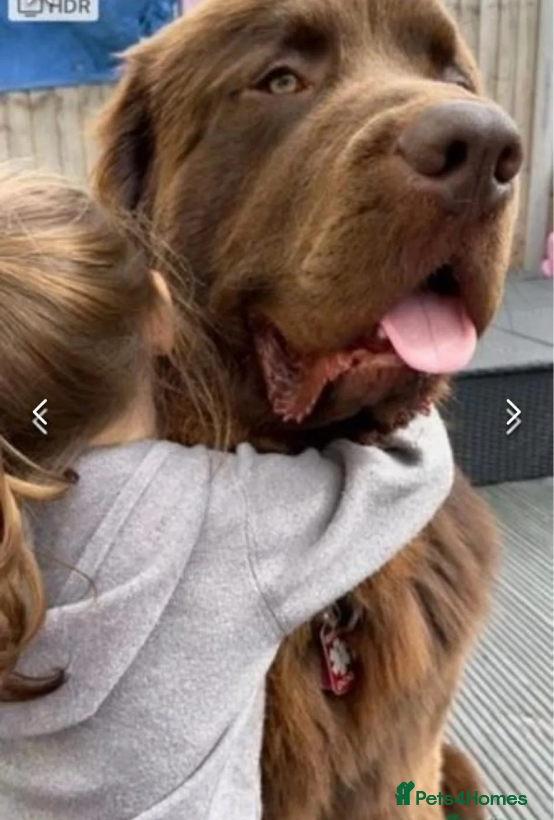 Newfoundland dogs for stud: KC REGISTERED NEWFOUNDLAND STUD HEALTH TESTED  in Basildon - Advert 3