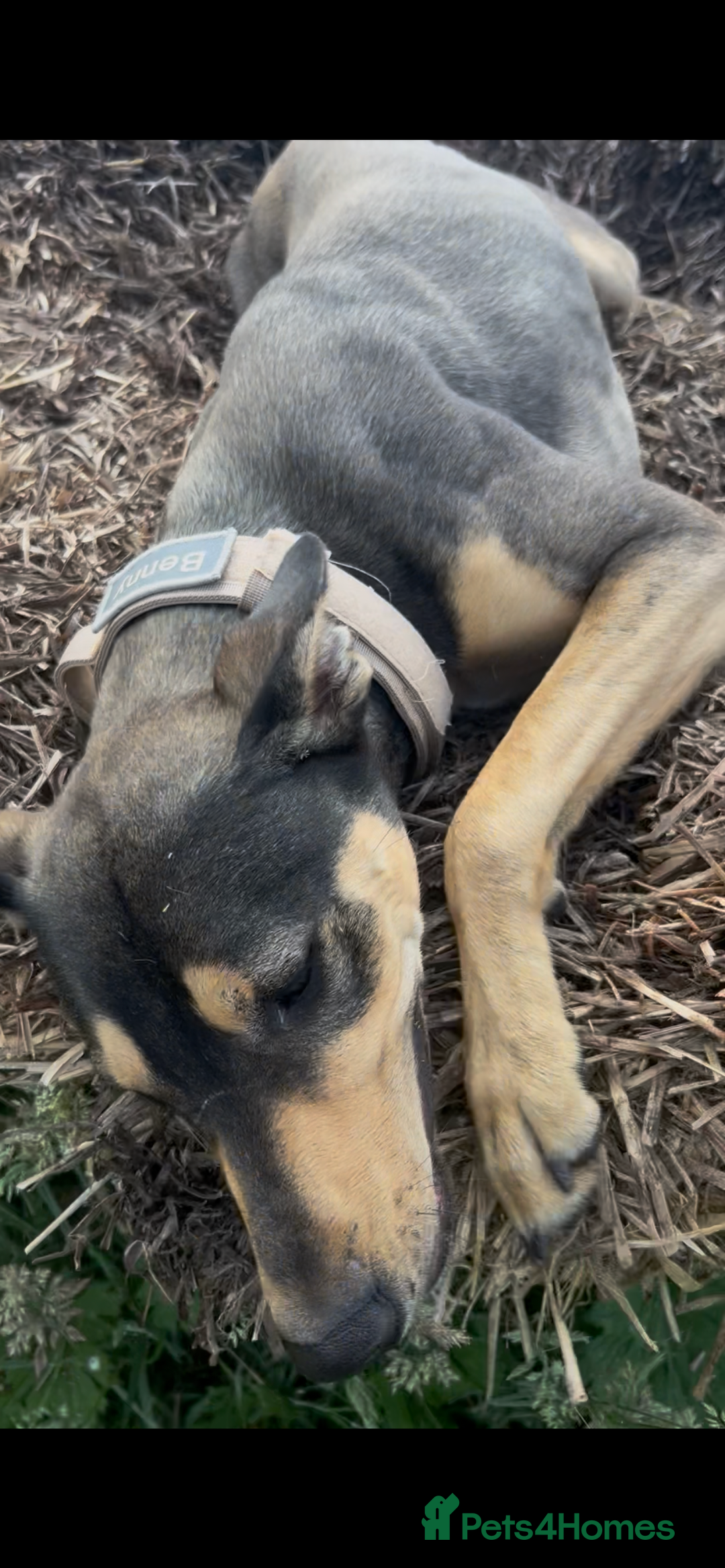 Mixed Breed dogs for sale: Looking for new home🐾❤️ - Advert 2