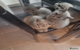 British Shorthair cats for sale: Pure British Short Hair cutties - Image 20