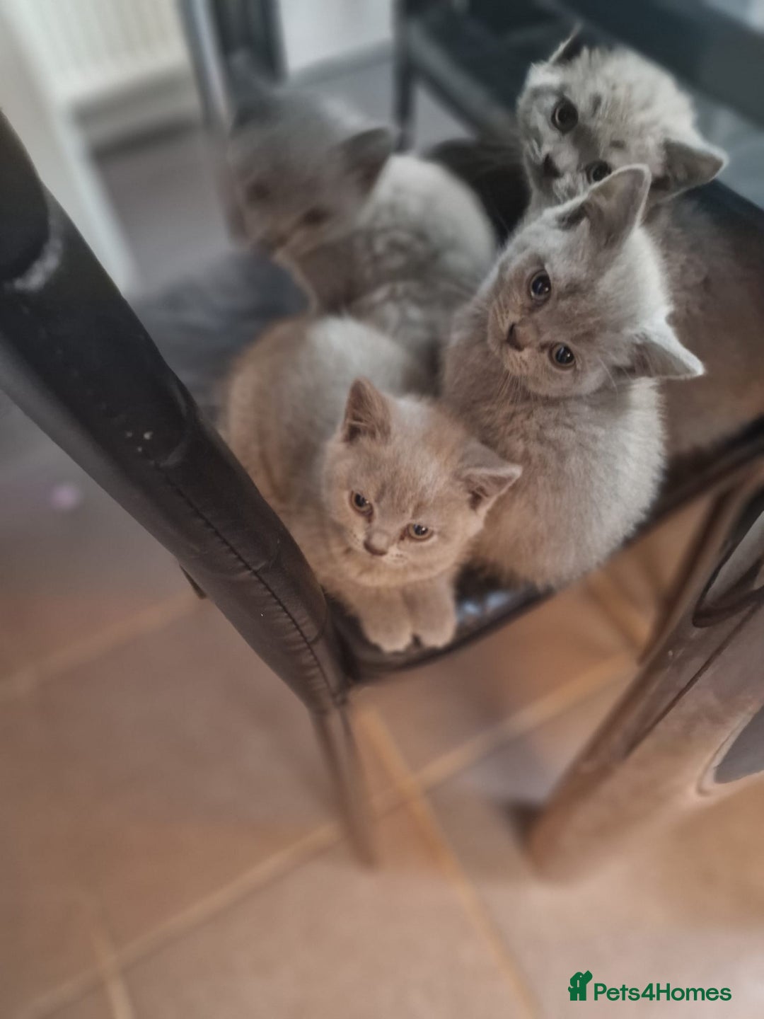 British Shorthair cats for sale: Pure British Short Hair cutties - Image 20