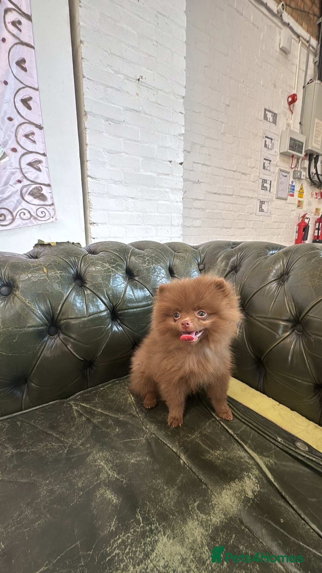 Pomeranian dogs for sale: Bruce the Brown Pomeranian  - Image 2