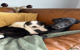 Lurcher dogs for sale: Lurcher bitch - Image 6