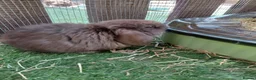 Mini Lop rabbits for sale: READ THE ADD ,Vaccinated tiny bucks READY NOW - Advert 3
