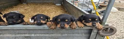 Mixed Breed dogs for sale: Beautiful F1B Rottweiler Puppies - Advert 12