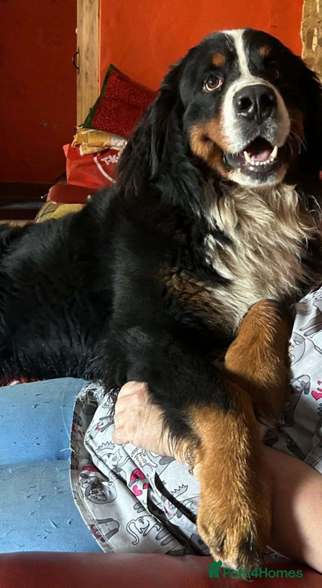 Bernedoodle dogs for sale: 💙Medium Sized Chunky Bernedoodles🩷 - Advert 16