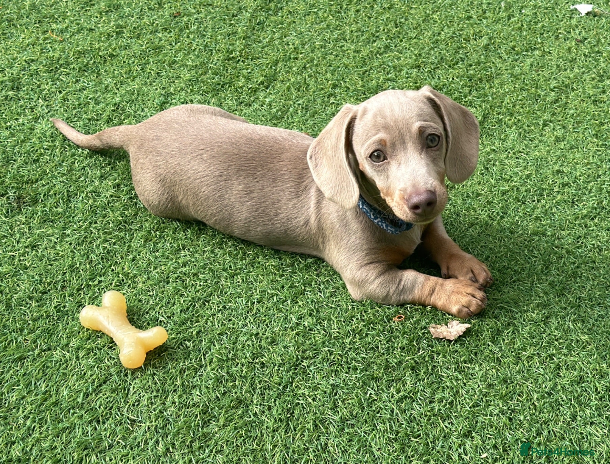 Miniature Dachshund dogs Beautiful Isabella and tan boy  - Advert 5