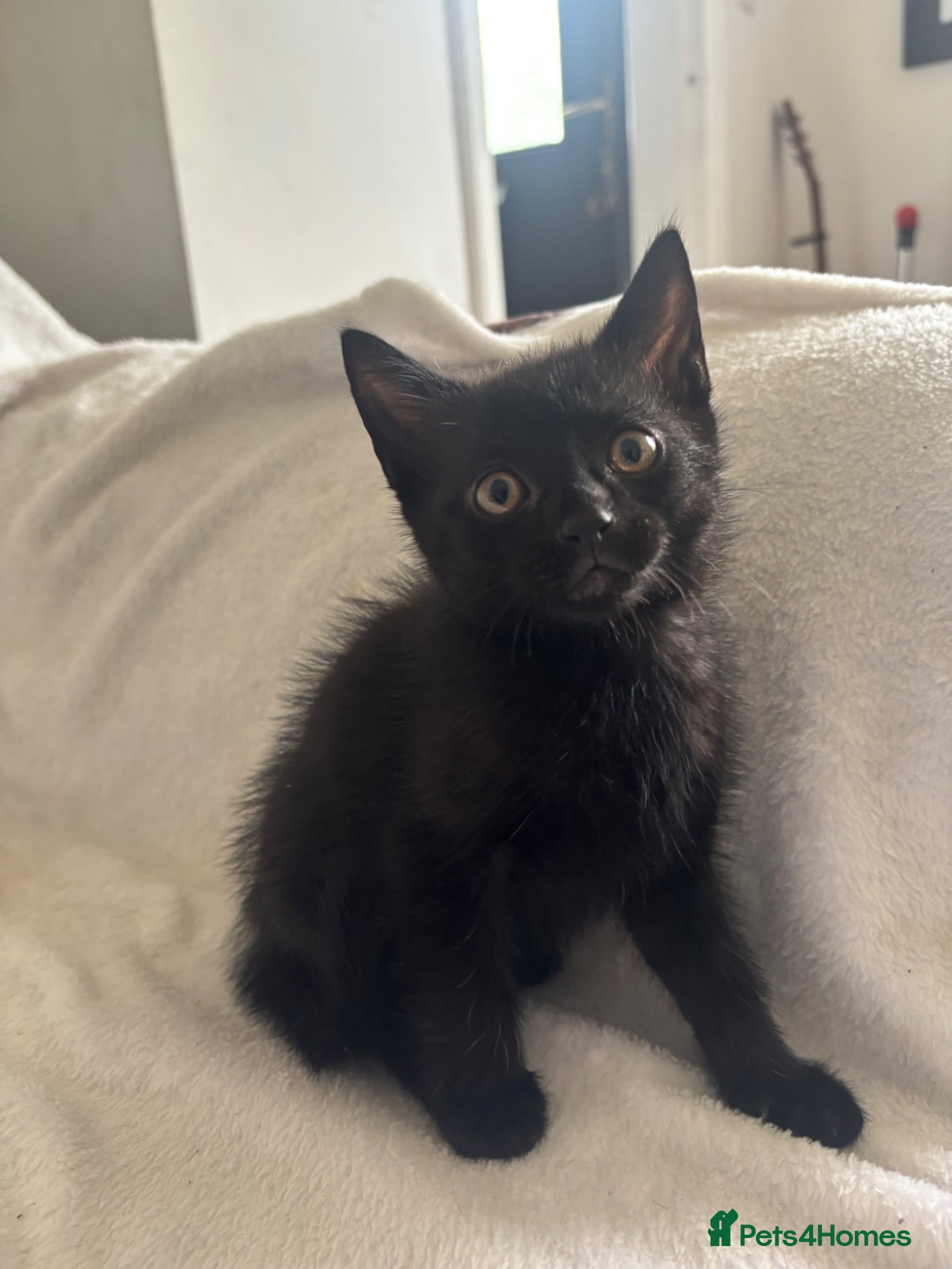 Mixed Breed cats for sale: Mixed breeed - Advert 2