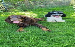 Cockapoo dogs for sale: Beautiful F1 Cockapoos - Image 17