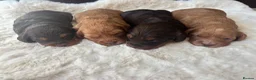 Cavapoo dogs for sale: Extremely health tested Cavapoo puppies  - Advert 7