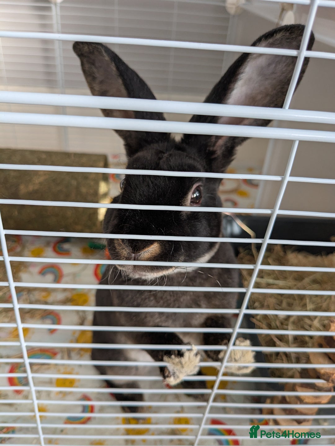 Rex rabbits for sale: Two baby bunnies. One Male Rex. One female unknown - Advert 4